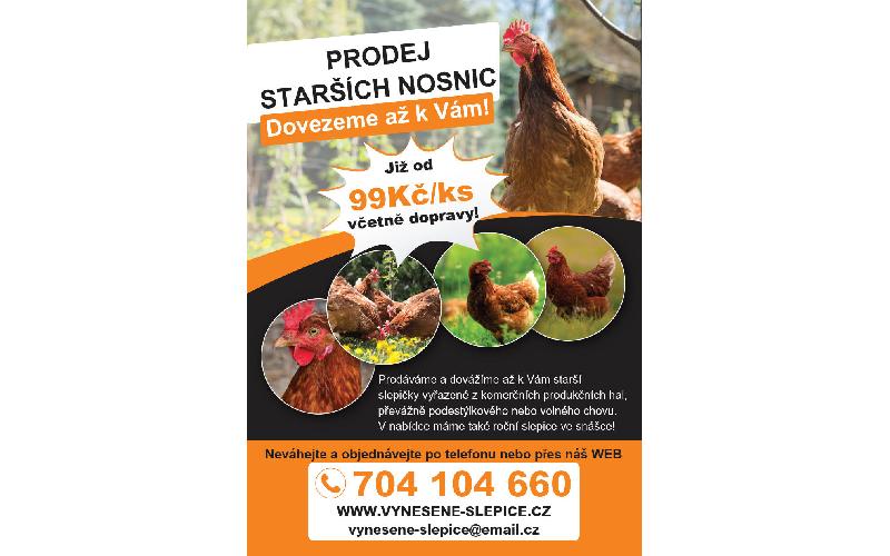 Aktuality - Prodej starších nosnic